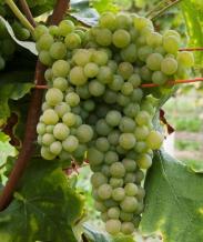 images/categorieimages/Verdicchio.jpg