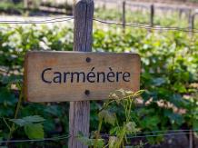 images/categorieimages/carmenere-the-lost-grape-of-bordeaux.jpg