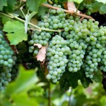 images/categorieimages/chenin-blanc.jpg