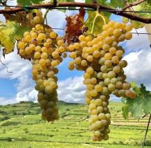 images/categorieimages/garganega-grape-varietal.jpg