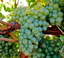 images/categorieimages/grenache-blanc-cluster.jpg