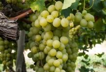 images/categorieimages/grillo-grape-varietal-banner.jpg