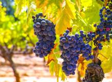 images/categorieimages/mourvedre-grape.jpg