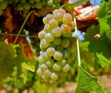 images/categorieimages/rousanne-grape-juice-wine-buy.jpg