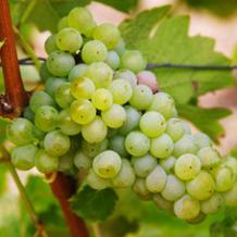 images/categorieimages/sauvignon-blanc.jpg