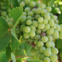 images/categorieimages/semillon.jpg